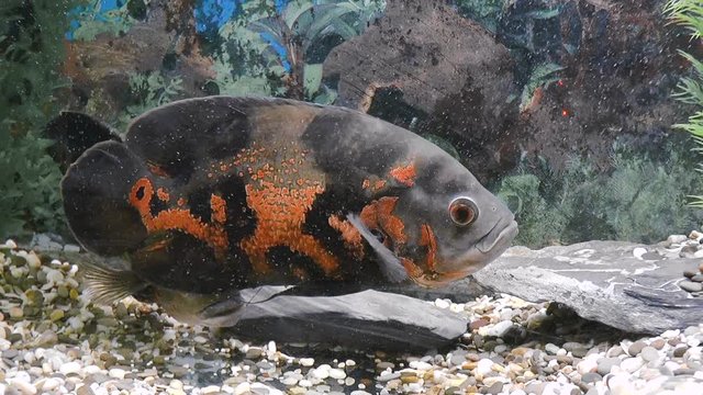 Aquarium Fish-Astronotus. Nature background
