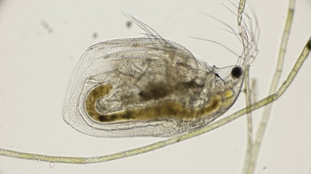 water flea daphnia under a microscope