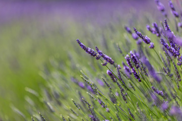 Lavender Fields