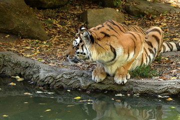 Der Sibirische Tiger 