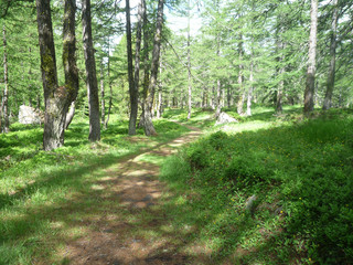 Fototapeta premium a path trail on a forest on Italian alps