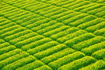 Green Rice Seedling at sunset in Taiwan