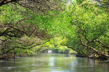 Sicao Mangrove Green Tunnel in Tainan, Taiwan 