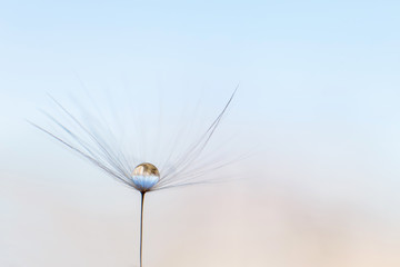 a drop of water on a dandelion. dandelion on a blue background with  copy space close-up