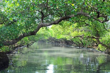 Sicao Mangrove Green Tunnel in Tainan, Taiwan 