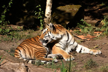 Der Sibirische Tiger 