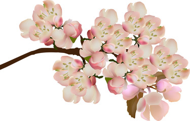 light pink apple tree blooms on bracnch