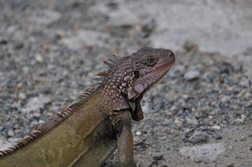 Lazy Lizard