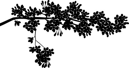 Fototapeta premium black silhouette of isolated blossom lush tree branch