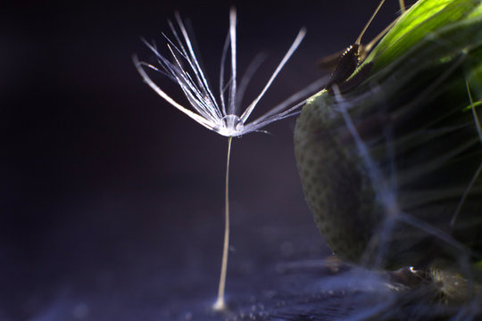 a drop of water on a dandelion. dandelion on a blue dark background with  copy space close-up