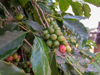unpick coffee beans in the coffee farm