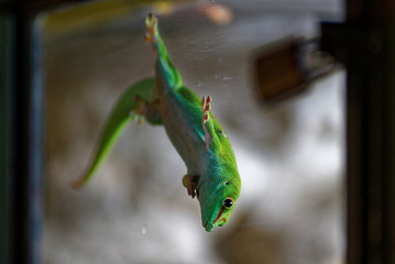 GECKO GÉANT DE MADAGASCAR