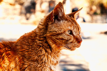 stray cat portrait