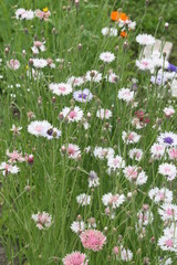 Kamillenblumenwiese 1