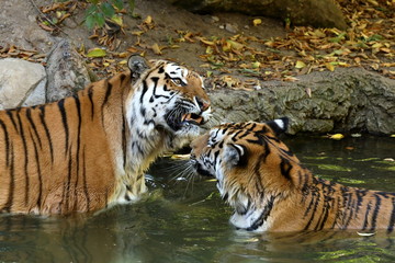 Der Sibirische Tiger 