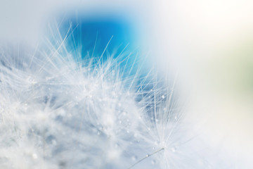 dandelion seeds with drops of water on a blue background  close-up © stopabox