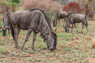 Blue wildebeest: Connochaetes taurinus