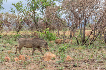 Common warthog ( Phacochoerus africanus )