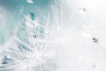 dandelion seeds with drops of water on a blue background  close-up - obrazy, fototapety, plakaty