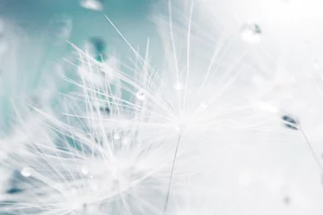 Light filtering roller blinds Dandelion dandelion seeds with drops of water on a blue background  close-up