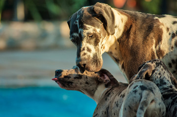 Great dane dog with its puppies - obrazy, fototapety, plakaty