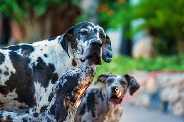 Great dane dog with its puppies