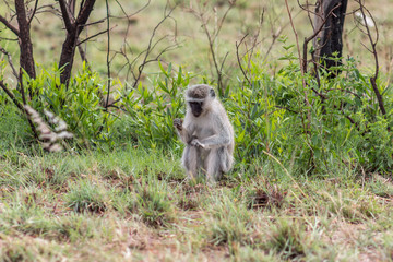Vervet monkey: Chlorocebus pygerythrus