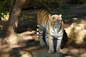 Der Sibirische Tiger 