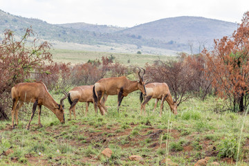 Naklejka premium Red hartebeest: Alcelaphus buselaphus caama