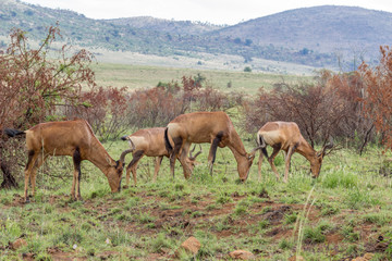 Red hartebeest: Alcelaphus buselaphus caama