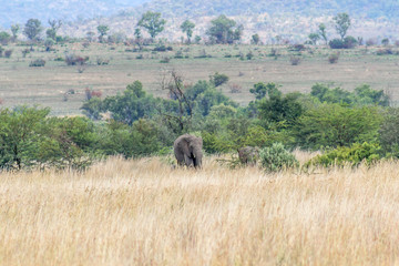 African elephant: Loxodonta