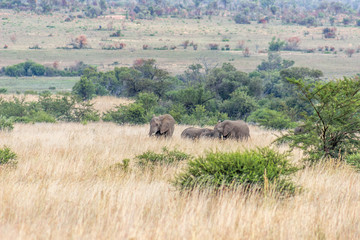 African elephant: Loxodonta