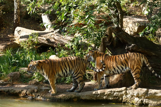 Fototapeta Der Sibirische Tiger 