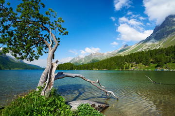 Silsersee, Oberengadin, Sils Maria, Bergsee, Berglandschaft, kahler Baum, Blätter, Bergwald,...