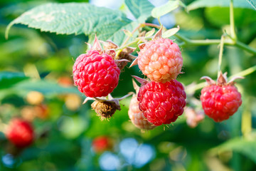 Ripe and unripe raspberries in the garden