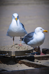 Töwerland Maiimpressionen