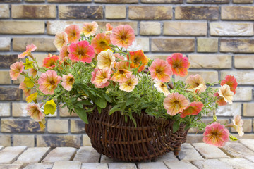 basket with petunias (Petunia hybrida) flowers on brick wall
