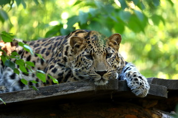 Leoparden Panthera pardus beim ausruhen