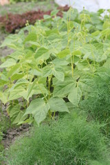 Bohnen im Gemüsebeet