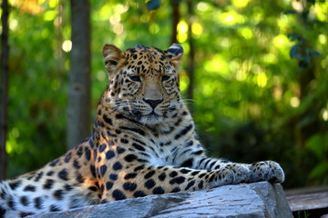 Leoparden Panthera pardus beim ausruhen