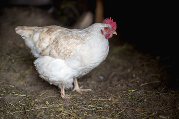 Chickens on the farm. Toned, style, color photo.