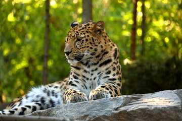 Leoparden Panthera pardus beim ausruhen