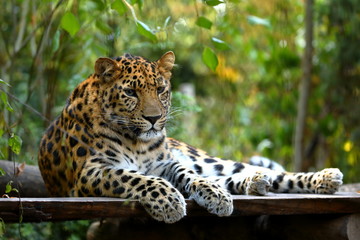 Leoparden Panthera pardus beim ausruhen