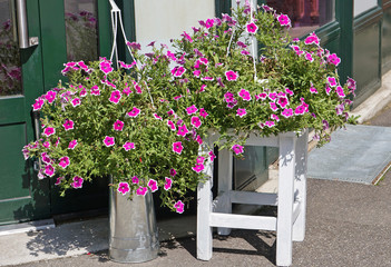 Fototapeta na wymiar Purple flowers outdoor on a stool