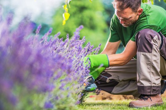 Removing Garden Weeds - a man in a green shirt and gloves is triming a lavender plant