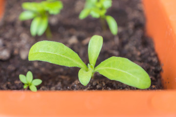 Seedling of an organic heirloom edible Calendula plant growing in a pot near other baby herbs to attract pollinators on a balcony as a part of family urban gardening project on a sunny summer day