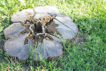 An old rotten stump.