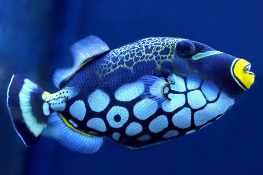 bright trigger fish close up