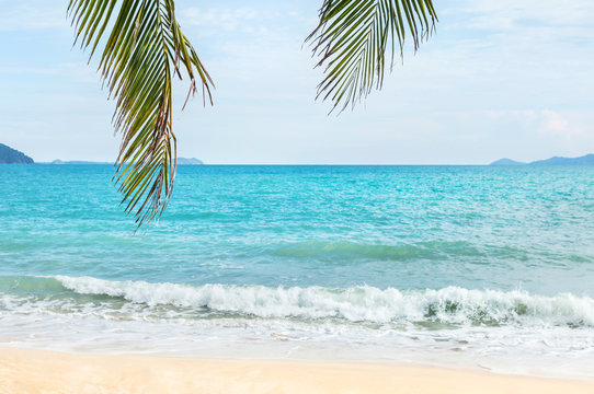 Green palm tree leaves on the tropical beach with blue sea