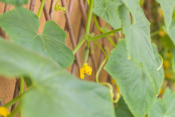 Female cucumber flower becoming a fruit, hanging on an organic healthy Cucumis Sativus plant of a heirloom variety Parisian Pickling Gherkin climbing the trellis and attaching and supporting the stem
